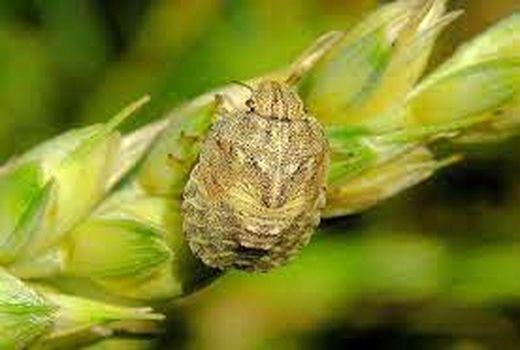 با انجام مبارزه به موقع با آفت سن غلات از وارد آمدن خسارت جبران ناپذیر به محصول خود پیشگیری کنید