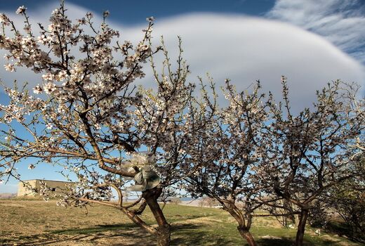 سرمازدگی 100میلیارد ریال به باغات شهرستان سامان خسارت زد