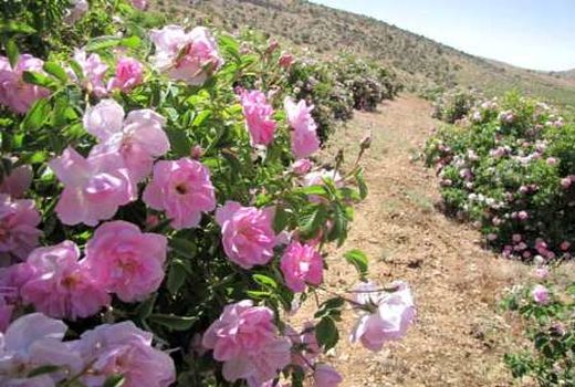 توسعه کشت گیاهان دارویی و معطر در دامغان پیگیری می‌شود