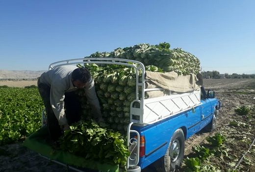 کاهوی قیروکارزین روانه بازار شد