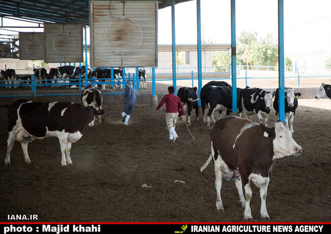 دامپروی