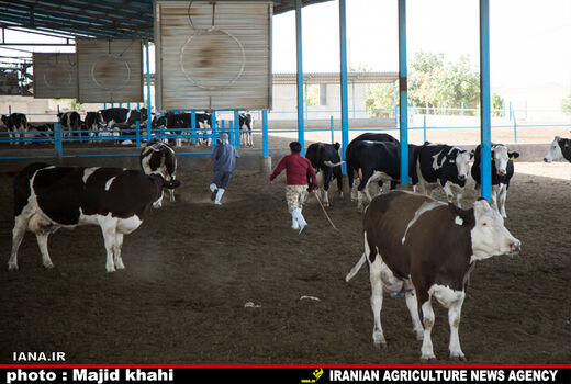 گستردگی مرزهای کشور مشکل اصلی قاچاق دام است