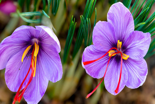 پیش بینی تولید ۱.۷ تن طلای سرخ در آذربایجان شرقی