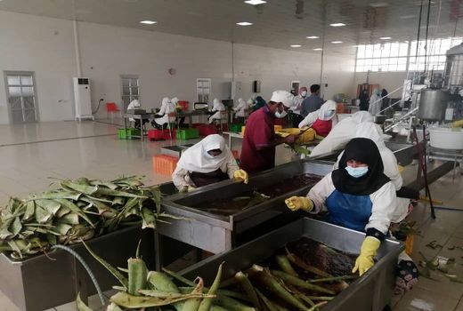 آلوئه ورا، مقاوم در برابر کم آبی و شوری