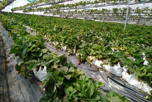 دریافت سوخت برای واحدهای گلخانه ای از طریق ثبت سامانه امکان پذیر است