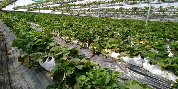 دریافت سوخت برای واحدهای گلخانه ای از طریق ثبت سامانه امکان پذیر است