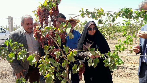 5200هکتار باغ انگور در استان قزوین داربستی شد