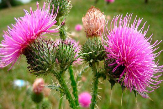 اشتغال زایی با ترویج کشت گیاهان دارویی