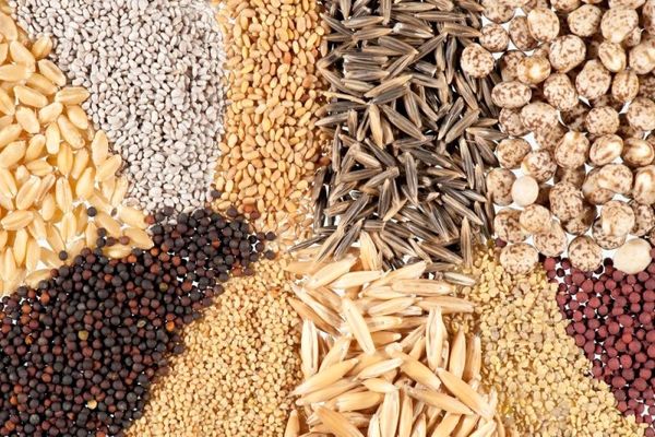 توسعه کشت با بذر اصلاح شده، راهی برای بهره برداری بهینه از آب وخاک است