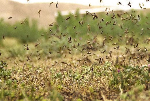 9 استان جنوبی کشور درگیر آفت ملخ‌های صحرایی