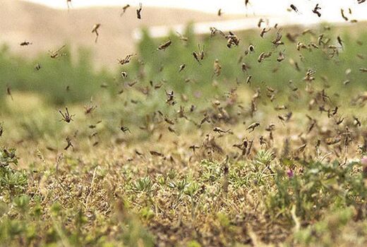 9 استان جنوبی کشور درگیر آفت ملخ‌های صحرایی
