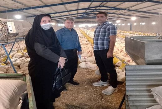 هوشمند سازی مرغداری در زرقان نتیجه داد