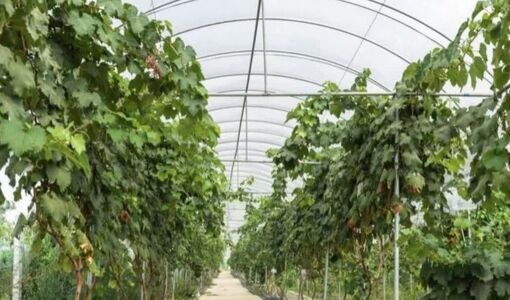 موفقیت در تولید انگور گلخانه‌ای تنها با سرمایه‌گذاری ممکن نیست 