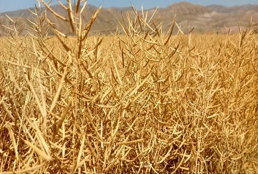 آغاز برداشت کلزا از مزارع آذربایجان شرقی