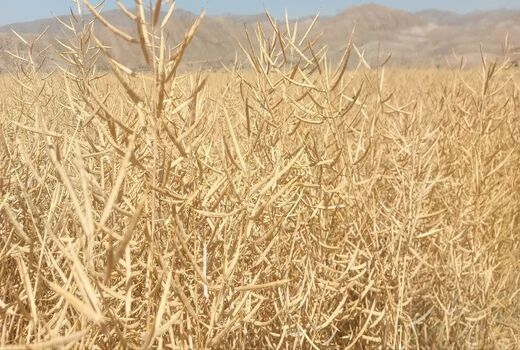 آغاز برداشت کلزا از مزارع آذربایجان شرقی