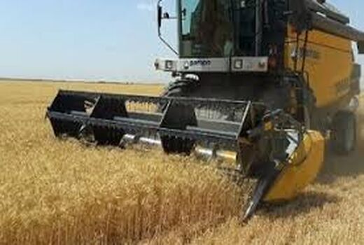خرید بیش از 400 تن کلزا در خرمشهر