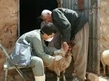 تزریق بیش از ۱۳ میلیون دُز واکسن به دام‌های آذربایجان غربی