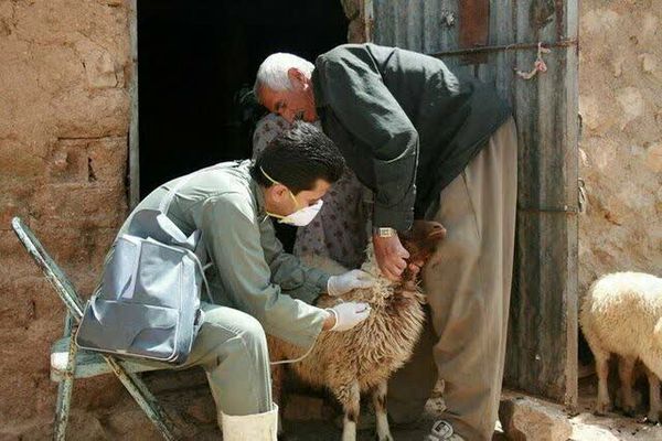 تزریق بیش از ۱۳ میلیون دُز واکسن به دامهای آذربایجان غربی