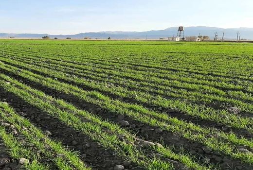 ۱۴۰ هکتار اراضی کشاورزی ملکشاهی زیر پوشش کشت آبی قرار می گیرد