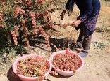 اختصاص زمین‌های کشاورزی شهرستان سمیرم به کاشت گیاهان دارویی