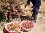 اختصاص زمین‌های کشاورزی شهرستان سمیرم به کاشت گیاهان دارویی