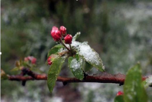 برف بهاری، زمستان را به خراسان شمالی بازگرداند