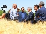 رئیس سازمان تحقیقات، آموزش و ترویج کشاورزی کشور از ظرفیت‌های پژوهشی و تولیدی بخش کشاورزی قزوین بازدید کرد