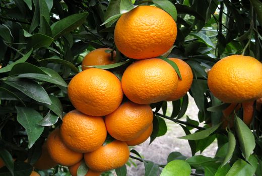 تولید ۱۰۲ هزار تن مرکبات در باغ های کازرون