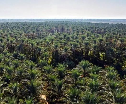 پیش بینی برداشت بیش از ۲۰۰ هزار تن محصول از نخیلات