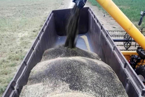 خرید تضمینی ۴ هزار و ۵۷۵ تن دانه روغن کلزا از کشاورزان استان قزوین