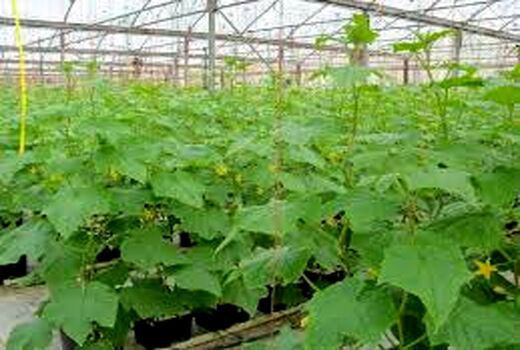 تلاش برای استفاده از همه ظرفیت مجتمع های گلخانه ای در خوزستان