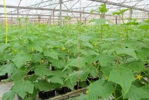 تلاش برای استفاده از همه ظرفیت مجتمع های گلخانه ای در خوزستان