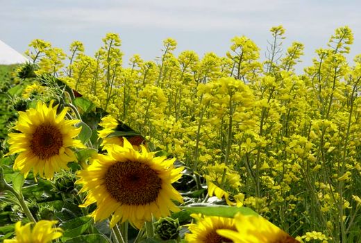 کشت قراردادی دانه های روغنی در کردستان آغاز شد