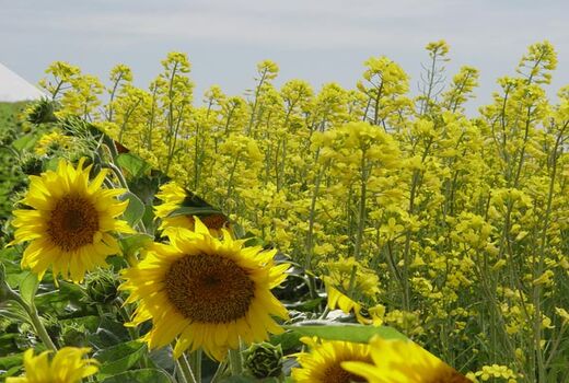 کشت قراردادی دانه های روغنی در کردستان آغاز شد