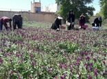 افزایش سطح زیر کشت گیاهان دارویی در لرستان
