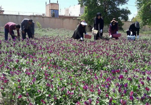 افزایش سطح زیر کشت گیاهان دارویی در لرستان