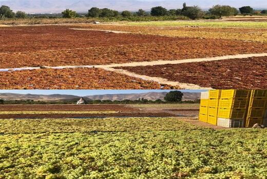 کشمش محصول برتر صادراتی استان زنجان است