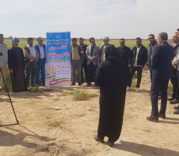 کانون یادگیری گندم، گامی موثر برای افزایش تولید در رامشیر