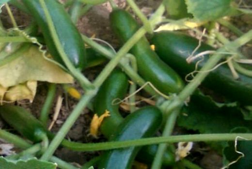 پیش‌بینی برداشت ۱۹هزارتن خیار و گوجه‌فرنگی از جالیزارهای قروه