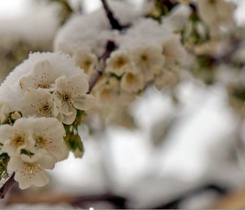 سرما ۸ هزار میلیارد ریال به کشاورزان خراسان شمالی خسارت زد 