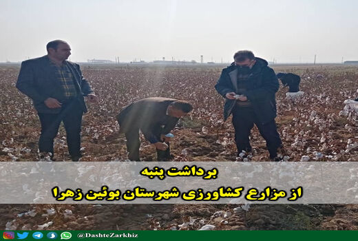 برداشت پنبه از مزارع کشاورزی شهرستان بوئین زهرا
