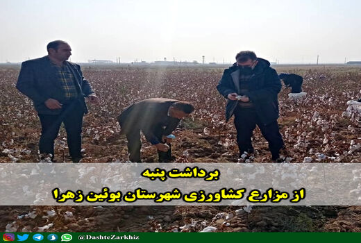 برداشت پنبه از مزارع کشاورزی شهرستان بوئین زهرا