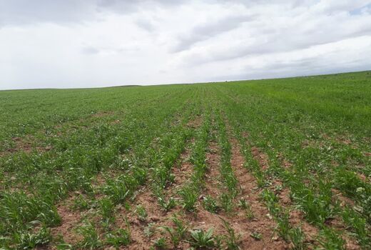انعقاد ۴۸۲ قرارداد با کشاورزان در راستای اجرای طرح کشاورزی قراردادی در استان قزوین 