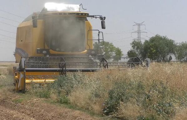 شهرستان برخوار دارای رتبه سوم تولید کلزا در استان اصفهان