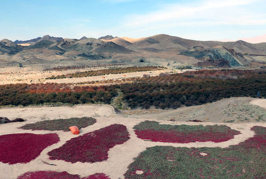 برداشت زرشک در خراسان جنوبی