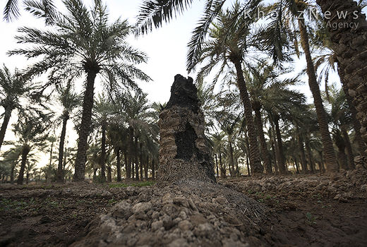 سایه آب شور بر سر نخلستان‌های خوزستان