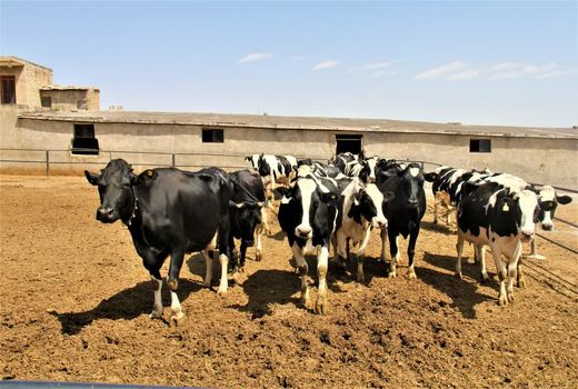 یک میلیون و چهارصد هزار راس دام در چهارمحال و بختیاری بیمه شد
