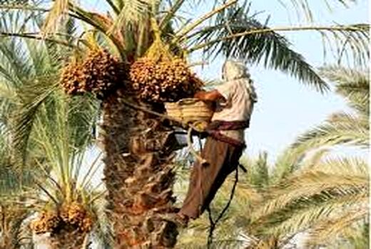 پیش‌بینی برداشت 66 هزار تن خرما در شادگان