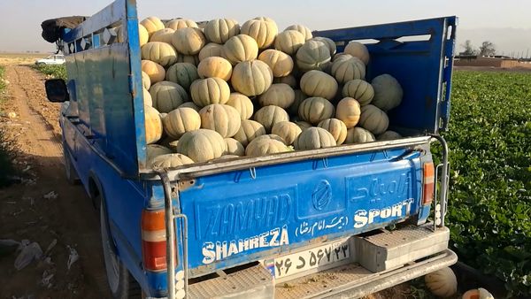 برداشت ۴۰ تا ۴۵ تن طالبی از مزارع شهرضا