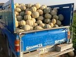 برداشت ۴۰ تا ۴۵ تن طالبی از مزارع شهرضا